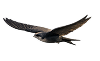 homebird1