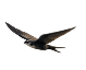 homebird2