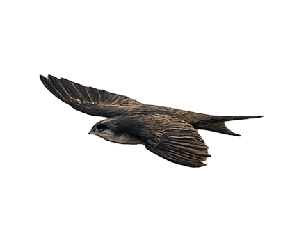 picturebird1