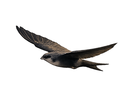 picturebird2